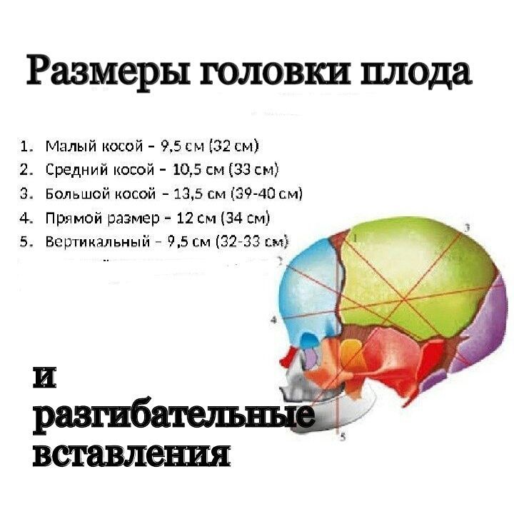 Размеры головки плода и разгибательные вставления.