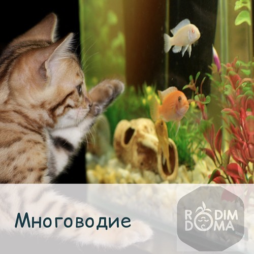 Многоводие
